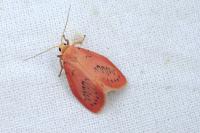 Miltochrista miniata