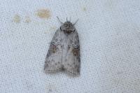Nycteola asiatica