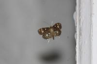 Anania coronata