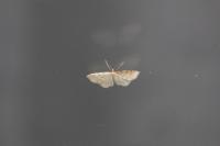 Idaea fuscovenosa