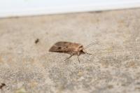 Agrotis exclamationis exclamationis