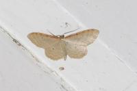 Idaea humiliata