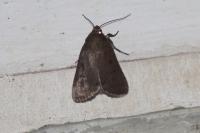 Amphipyra tragopoginis