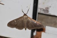 Cydalima perspectalis