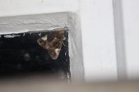 Aedia funesta