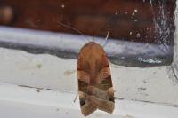Noctua fimbriata