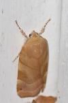 Noctua fimbriata