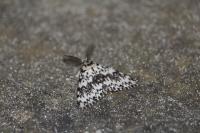 Lymantria monacha