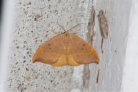Watsonalla binaria