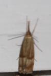 Chrysocrambus linetella