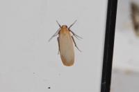 Katha depressa