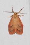 Miltochrista miniata