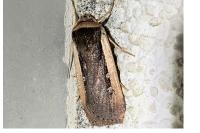 Ochropleura leucogaster