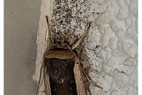 Ochropleura leucogaster