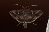 Autographa gamma