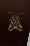 Autographa gamma