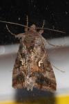 Autographa gamma