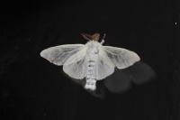 Leucoma salicis