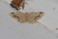Idaea trigeminata