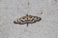 Anania hortulata