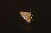 Udea fulvalis