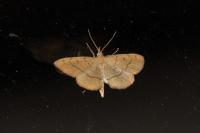 Paracolax tristalis