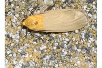Lithosia quadra