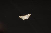 Idaea fuscovenosa