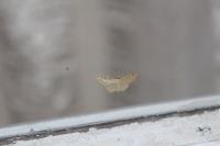 Idaea fuscovenosa