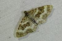 Epirrhoe alternata