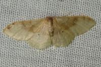 Idaea degeneraria
