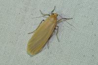 Katha depressa