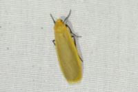 Katha depressa