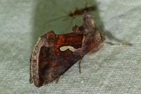 Macdunnoughia confusa