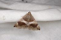 Dysgonia algira