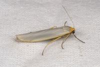 Eilema caniola