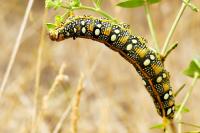Hyles euphorbiae
