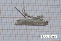 Homoeosoma nebulellum