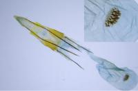 Homoeosoma nebulellum