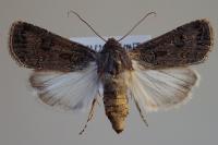 Agrotis bigramma