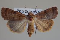 Xestia sexstrigata