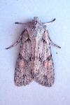Lithophane ornitopus