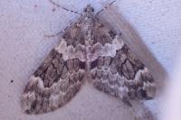 Thera britannica/variata