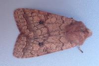 Sunira circellaris