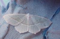Campaea margaritaria