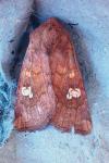 Amphipoea oculea