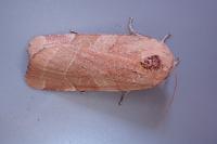 Noctua fimbriata
