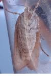 Noctua fimbriata