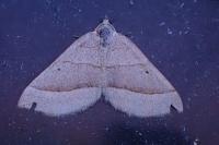 Scotopteryx luridata