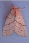 Tiliacea citrago